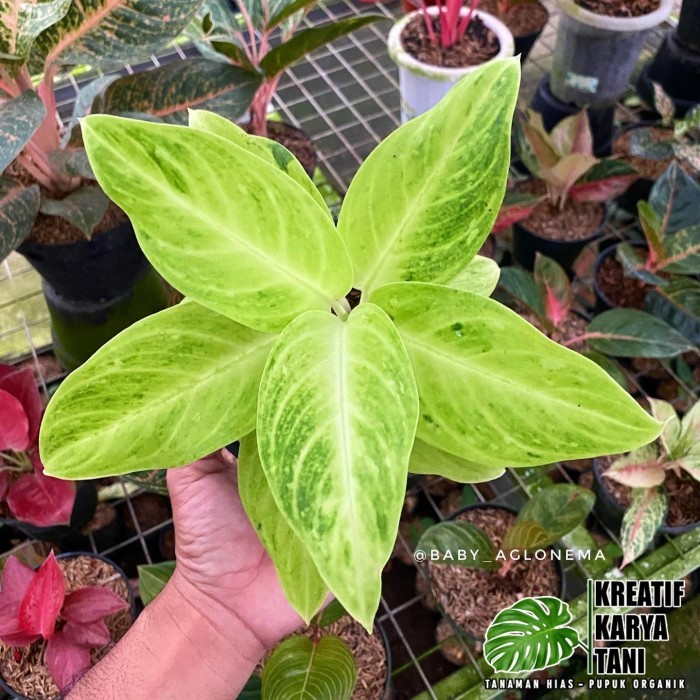 Tanaman hias aglonema sundrop - Aglonema sundrop