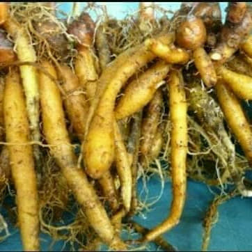 

Promo temu kunci segar 500 gram Onokabe_Co