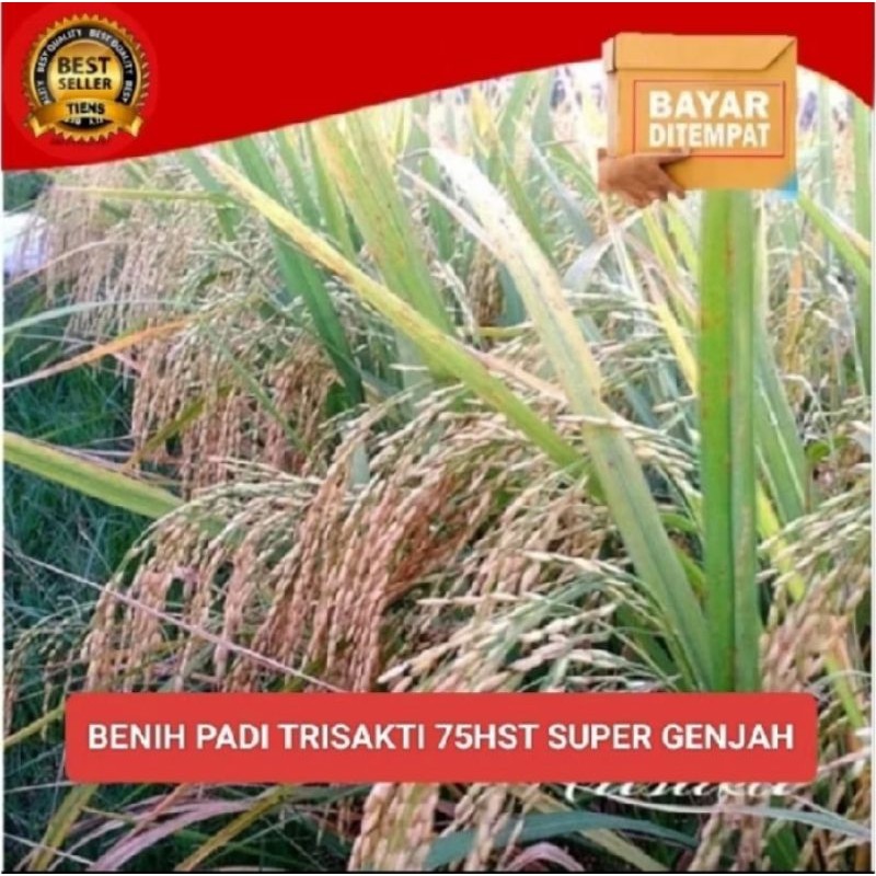 benih padi unggul Trisakti kemasan 1kg