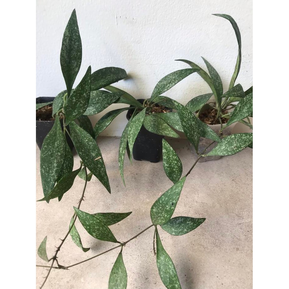 Hoya Parviflora Splash