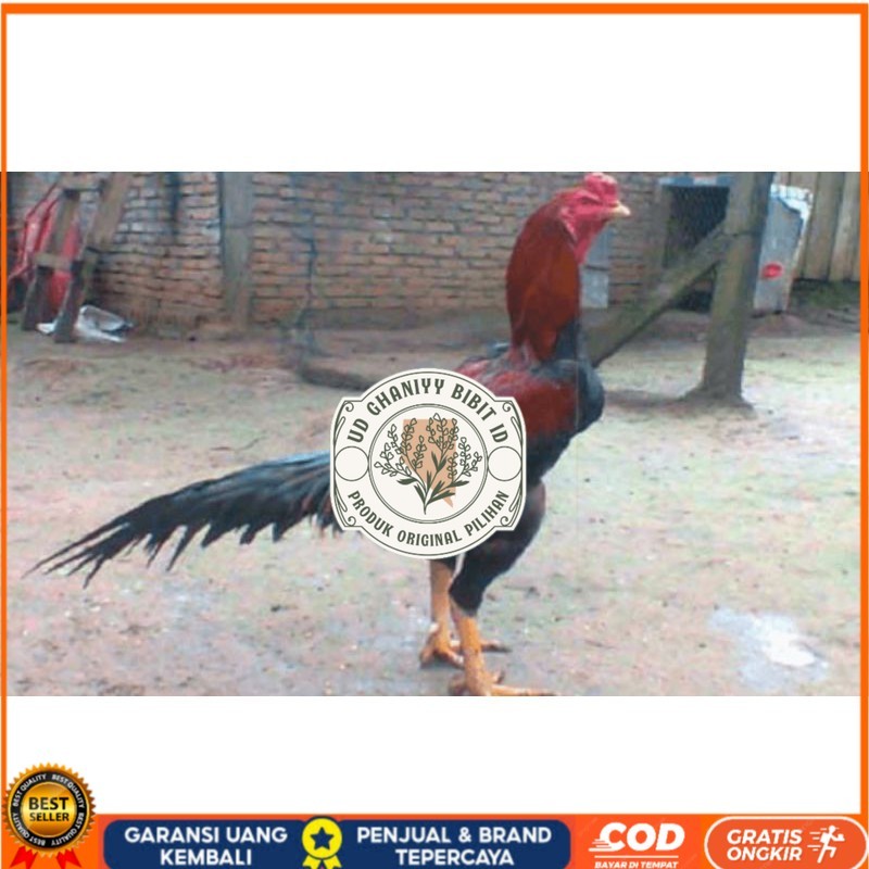 

TELUR AYAM PAKHOY TURUNAN IMPORT UD GHANIYY BIBIT ID