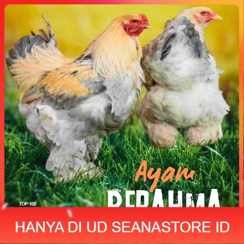 

telur ayam hias Berahma untuk di tetaskan UD SEANASTORE ID