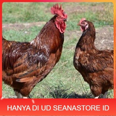 

Telur ayam rodhe island / telur ayam hias / telur fertil siap cod UD SEANASTORE ID