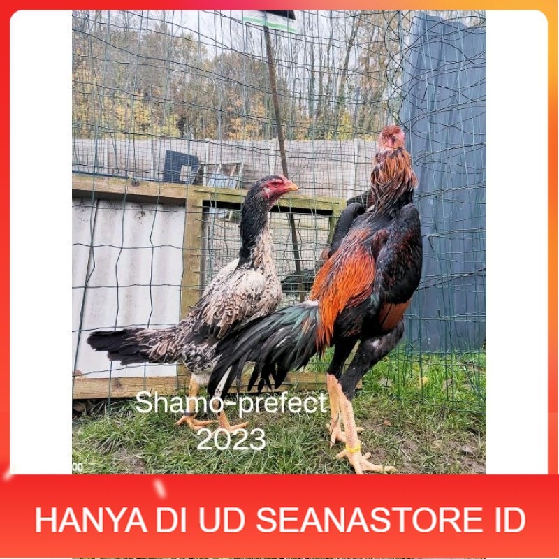 

Shamo Perfeck terlaris 100% UD SEANASTORE ID