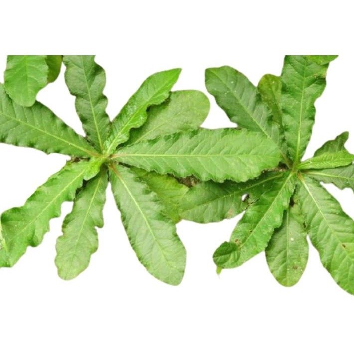 

Termurah Daun tapak liman 500gram segar organik tapi kiman siap perik ke kebun