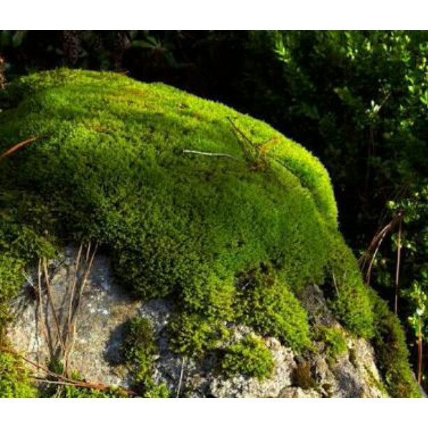 

Extra Herbal LUMUT HIDUP / FOREST MOSS Cover Bonsai Dsb