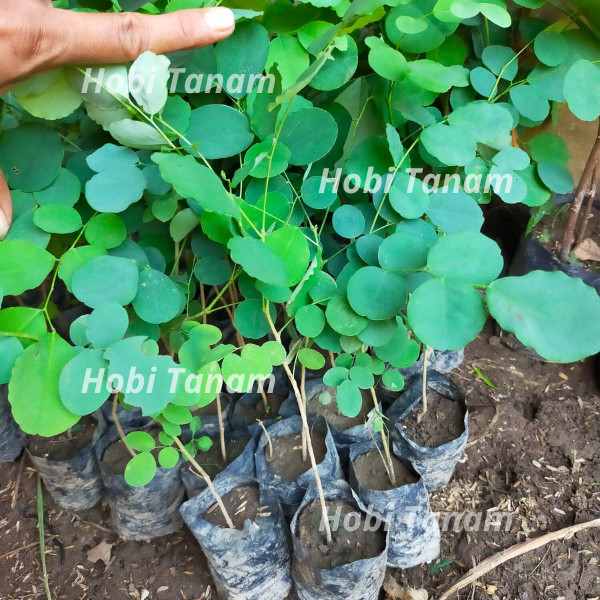 bibit tanaman kayu sonokeling bibit sonokeling