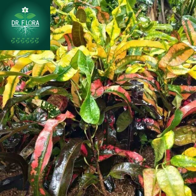 >(PROMO COD) Tanaman Hias Puring Cakwe, tanaman puring cakwe, pohon puring cakwe