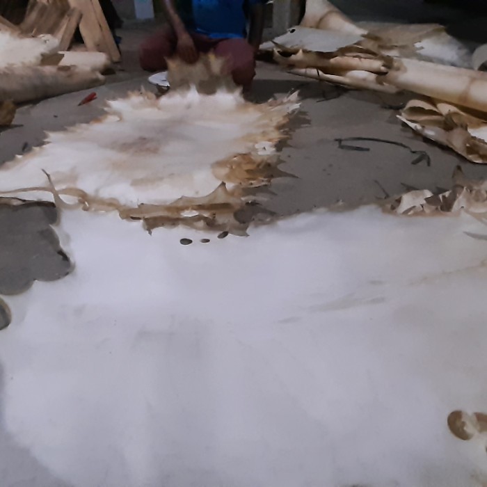 Kulit kambing jumbo kulit bedug gendang