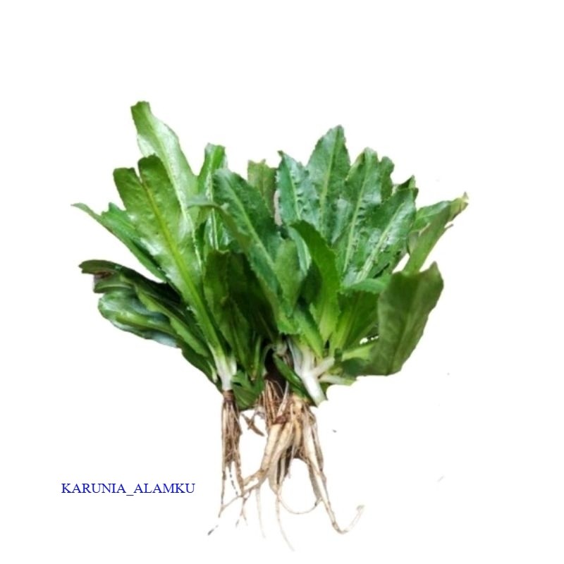 

Daun Walang Sangit / Walang Cina 100gram Fresh ( Sayur Daun, Obat, Bahan Umpan Pancing )