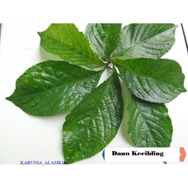 

Ready Daun keji beling atau pecah beling 100gram siap petik non pestiisiida