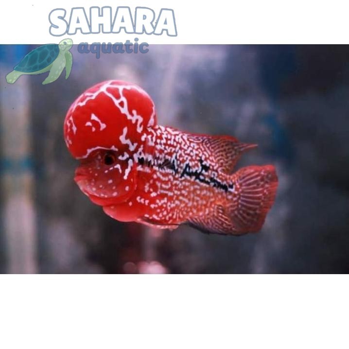 Hiasan aquascape PROMOSI  7.7 BELI LIMA GRATIS 1 LOUHAN BURAYAK KAMFA F3 GEN IMPORT THAILAND [KODE 9