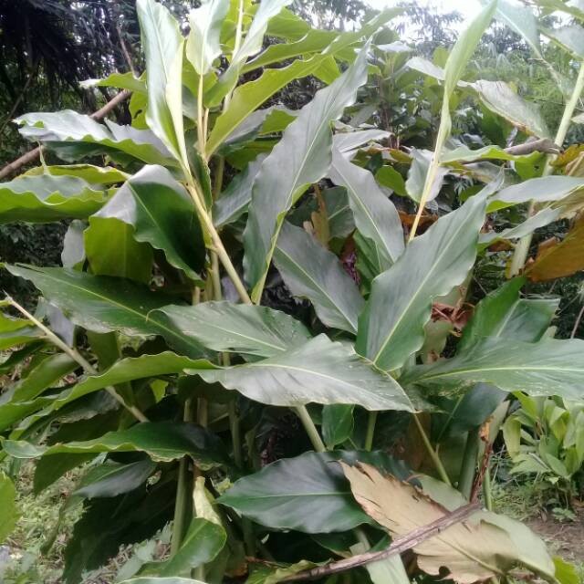 

Promo Daun kecombrang atau honyje 1kg AF