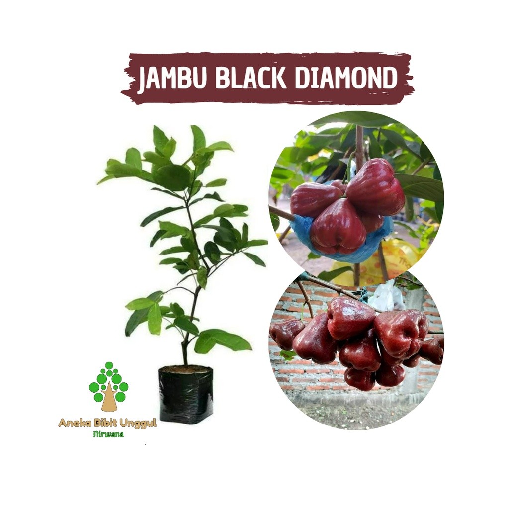BIBIT BUAH JAMBU BLACK DIAMOND- BIBIT JAMBU BLACK DIAMOND - BIBIT JAMBU AIR