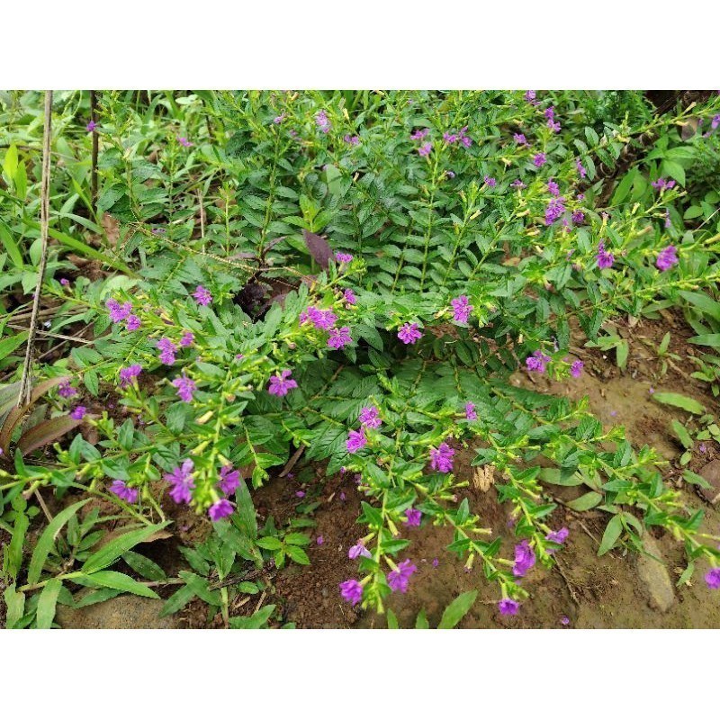 Promo tanaman hias bunga taiwan Lestari_Desaku