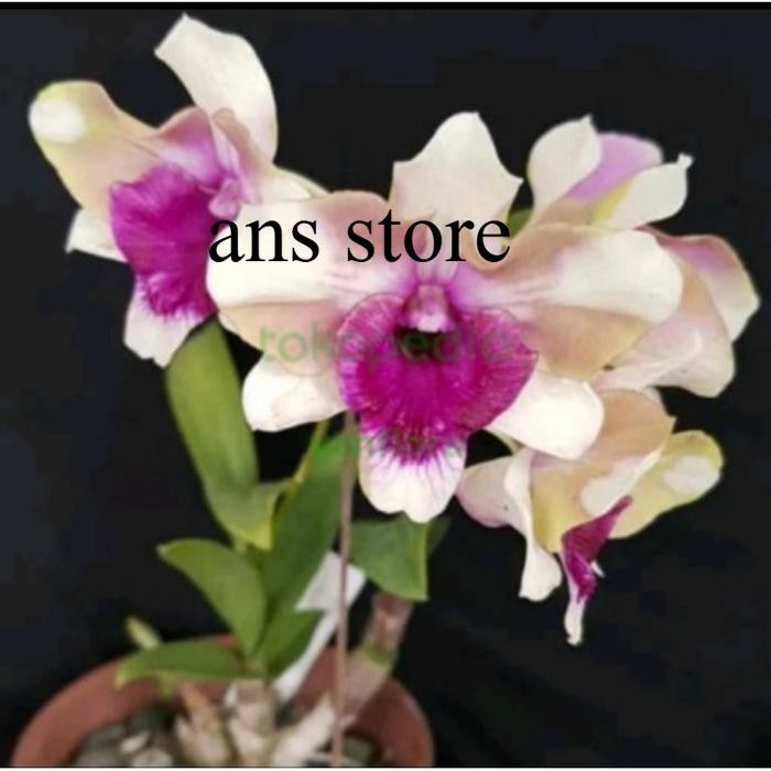 ANGGREK DENDROBIUM MAWAR BLUE Knop/Spike-SIAP BERBUNGA