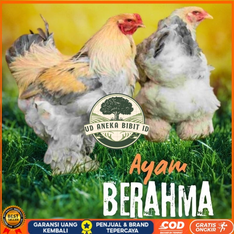 

telur ayam hias Berahma untuk di tetaskan UD ANEKA BIBIT ID