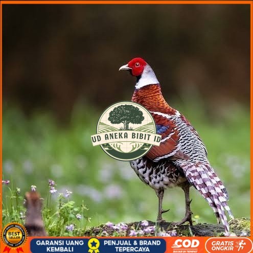 

Telur ayam hias ringneck elliot pheasant fertil bisa ditetaskan UD ANEKA BIBIT ID