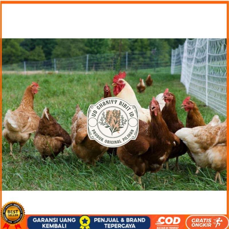 

TELUR AYAM RAS PETELUR TANGGUH UNTUK DI TETASKAN UD GHANIYY BIBIT ID