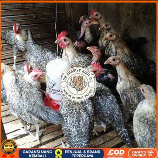 

Telur ayam arab fertil siap ditetaskan - AYAM ARAB UD GHANIYY BIBIT ID