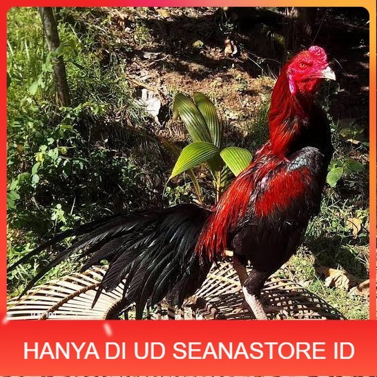 

Telur ayam bangkok ekor lidi / telur ayam hias fertil siap kirim UD SEANASTORE ID