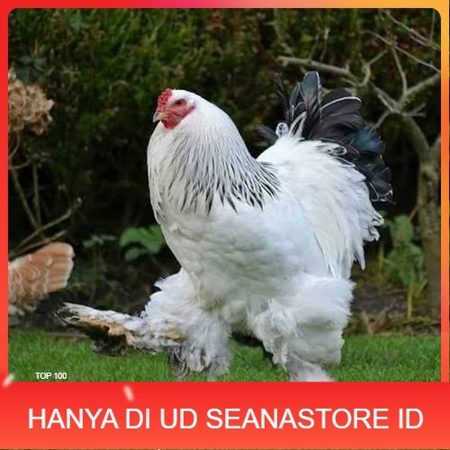 

Telur ayam hias brahma siap ditetaskan UD SEANASTORE ID