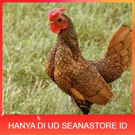 

Telur ayam serama / kate batik italy kanada fertil siap tetas UD SEANASTORE ID