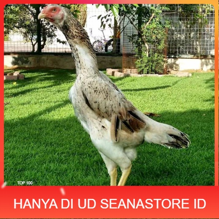 

Telur ayam bangkok shamo jepang / ayam petarung aduan siap ditetaskan UD SEANASTORE ID