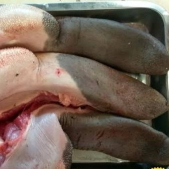 

lidah sapi utuh pasar online makassar