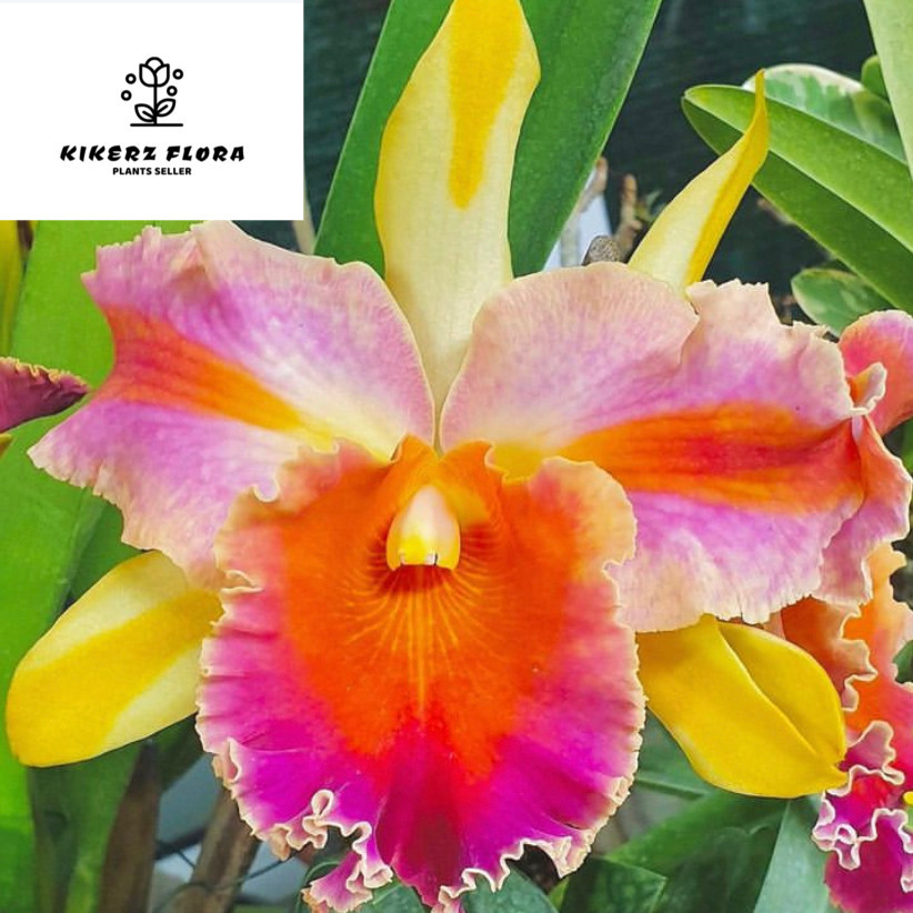 Anggrek Amazing Thailand CATTLEYA TAIWAN remaja / dewasa (sudah berbunga berkali-kali) - BUMI ORCHID