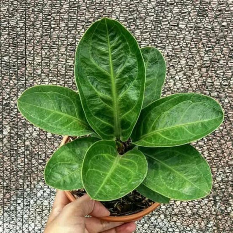 tanaman hias anthurium jemani mangkok - anthurium mangkok
