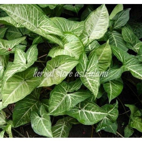

herbal daun keladi tikus segar (full daun) #terlaris