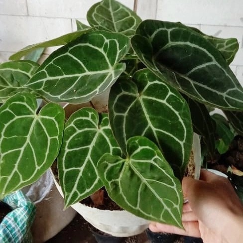 ( BISA BAYAR DI TEMPAT ) Diskon Indukan Anthurium Crystallinum Rimbun / Antorium Kuping Gajah