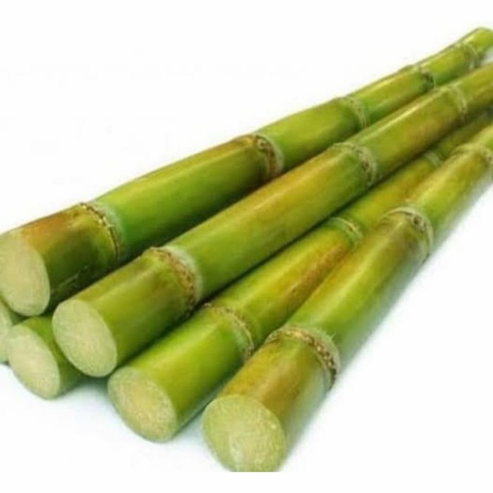 

bibit stek batang tebu hijau