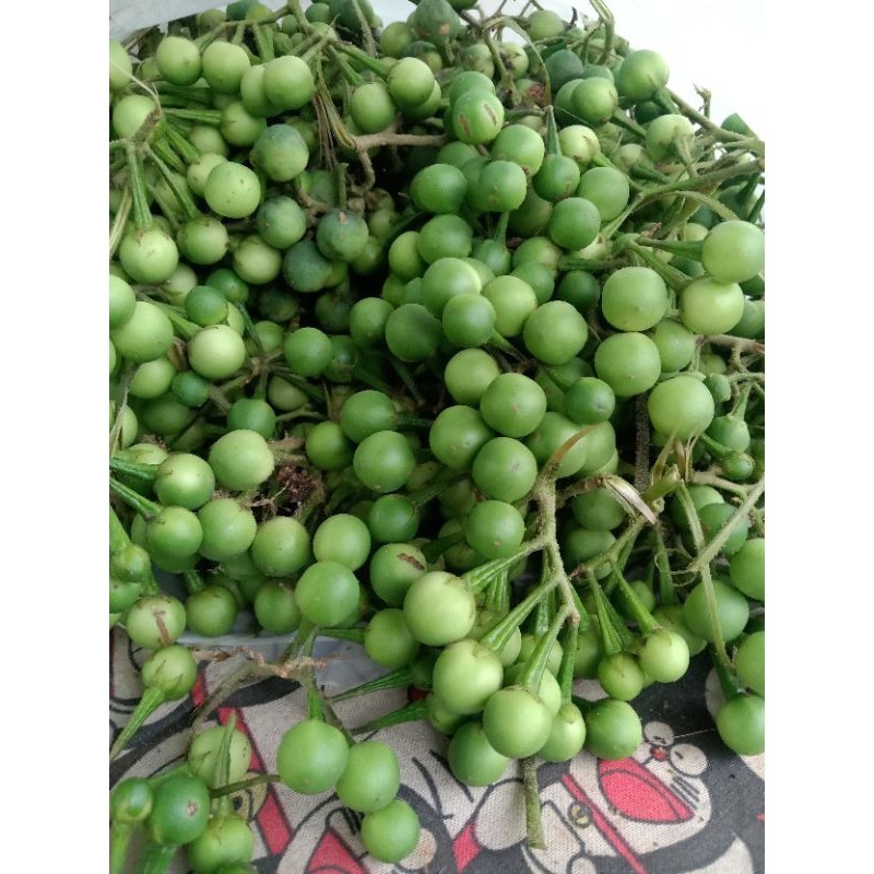 

Buah Takokak Buah Cepokak muda segar 1kg