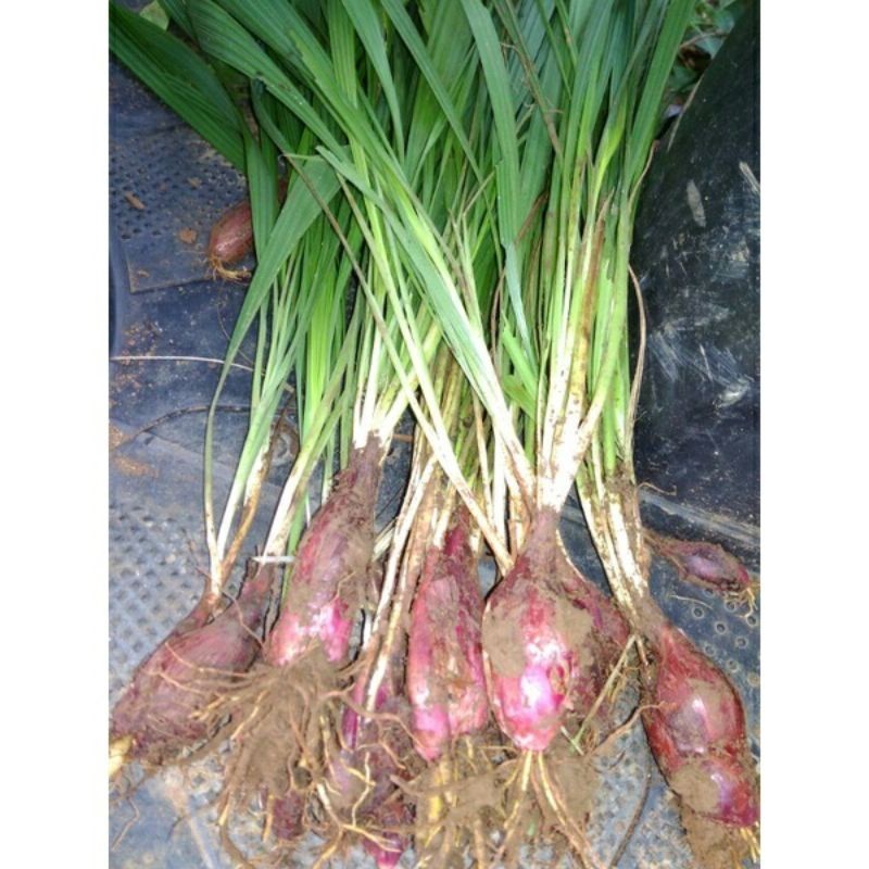 

termurah bawang Dayak atau bawang batak