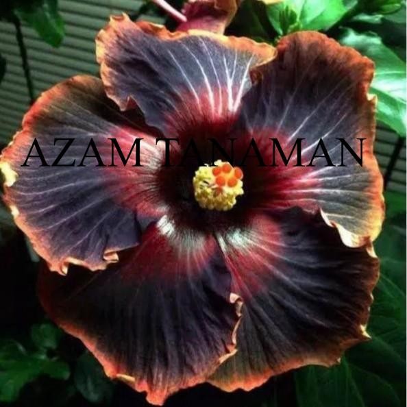 Tanaman Hias Bunga Sepatu Black Cardinal/Pohon Kembang sepatu Hibiscus
