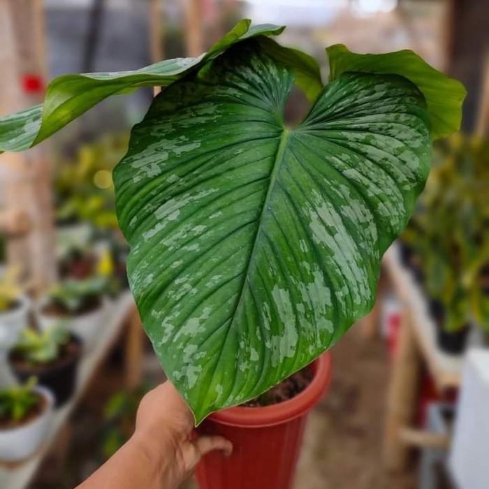 philodendron mamei silver cloud - philodendron mamei (Real Pic)