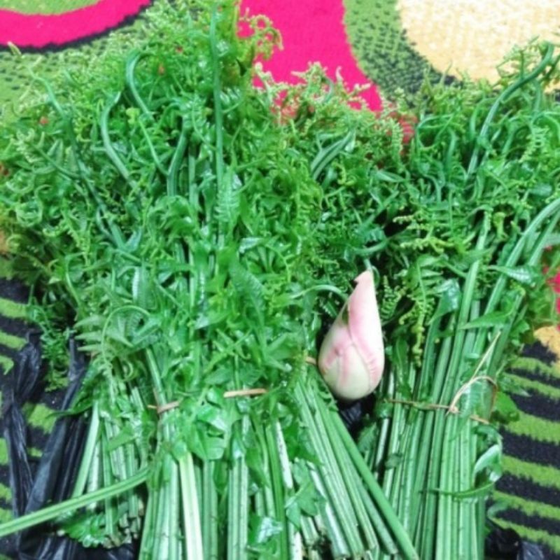 

jual pakis sayur /iket