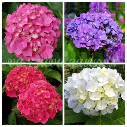 Bibit Bunga Hortensia/tanaman hias/tanaman hidup