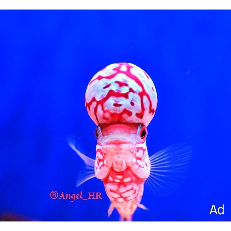 REBONSHOP HR-Burayak king kamfa f2 tiger thailand grade vip