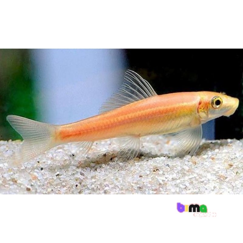 CAE | CHINESE ALGAE EATER SAE