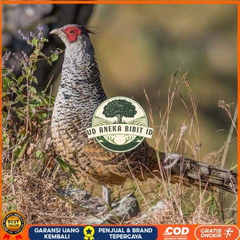 

Telur ayan hias ringneck cheer pheasant fertil siap ditetaskan UD ANEKA BIBIT ID