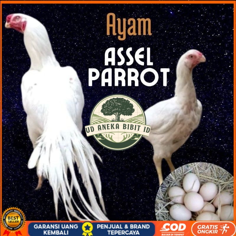 

telur ayam hias assel parrot untuk di tetaskan UD ANEKA BIBIT ID