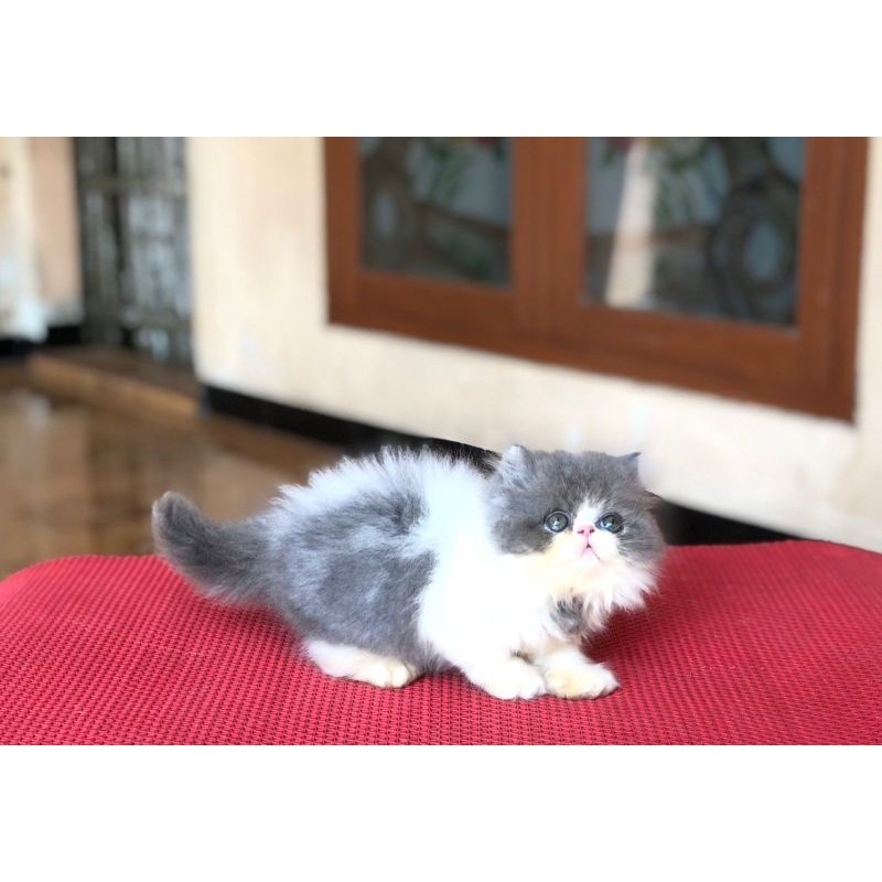 peaknose abu putih jantan lucu pesek long hair persia kucing