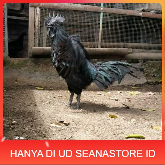 

TELUR AYAM HIAS CEMANI LIDAH HITAM FRESS UD SEANASTORE ID