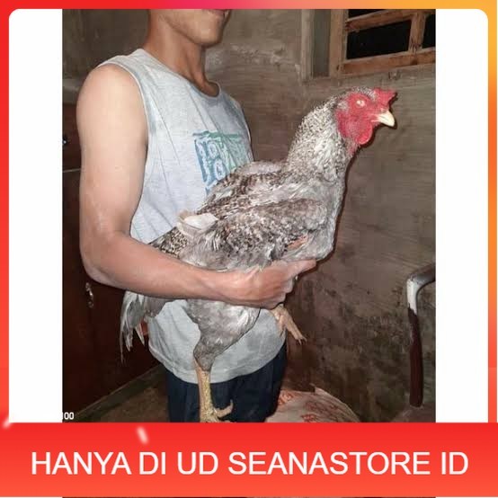 

Telur ayam gorila / gorilla jumbo siap ditetaskan UD SEANASTORE ID
