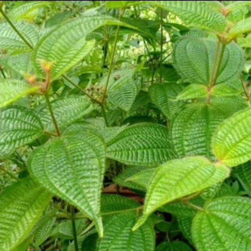 

COD DAUN HARENDONG BULU SEGAR 100 LEMBAR TERBAIK OBAT HERBAL OBAT TRADISIONAL OBAT AF