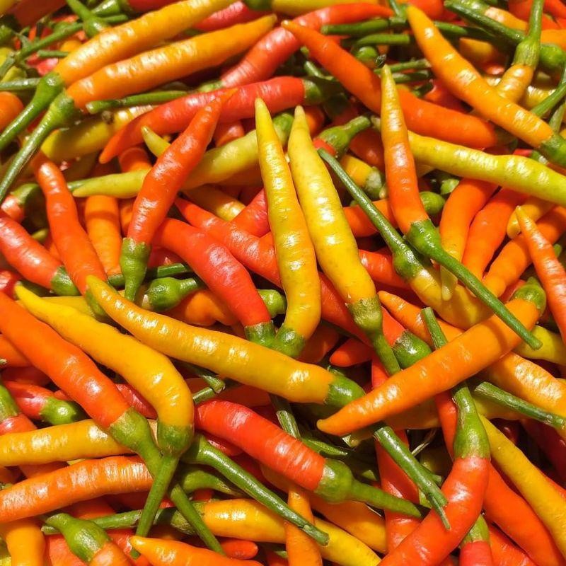 15  Benih Cabe rawit LOKAL MINAHASA, rica lokal minahasa DE'94