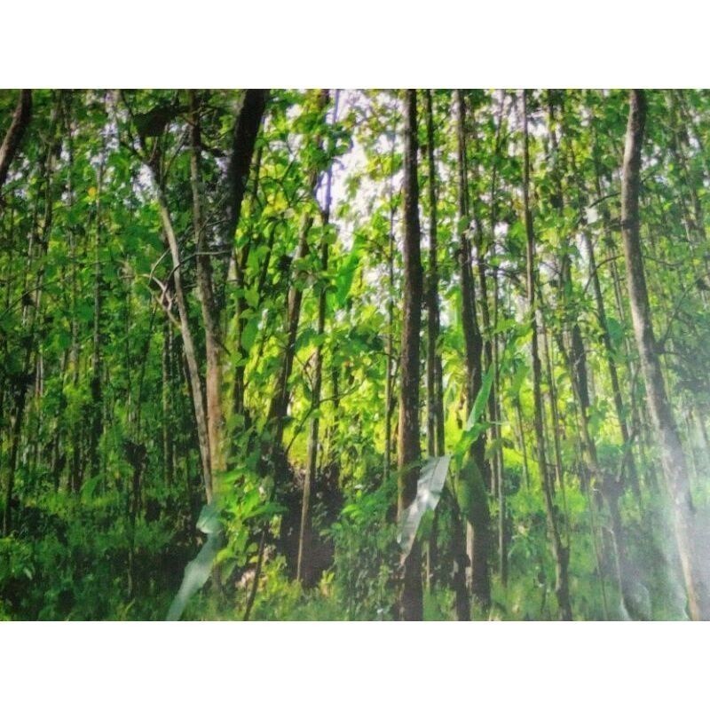 

(BAYAR DITEMPAT) STIKER CAMO MOTIF JATI 50X50CM